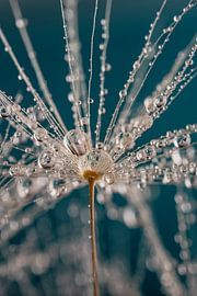 Abstraction: droplets hanging from the hairs of a fluff (with turquoise) by Marjolijn van den Berg
