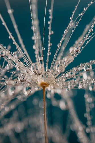 Abstractie: druppeltjes hangend aan de haartjes van een pluisje (met turqouise)