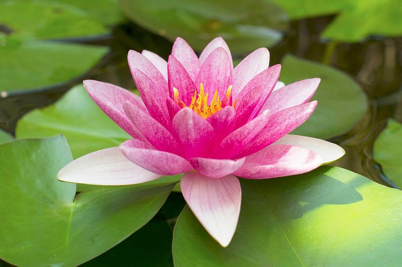 Nénuphar rose par Ivonne Fuhren- van de Kerkhof
