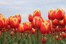 Tulpen von Marcel van Rijn