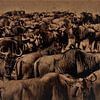 Wildebeest by Gert-Jan Siesling