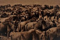 Wildebeest by Gert-Jan Siesling thumbnail