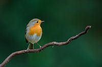 Robins