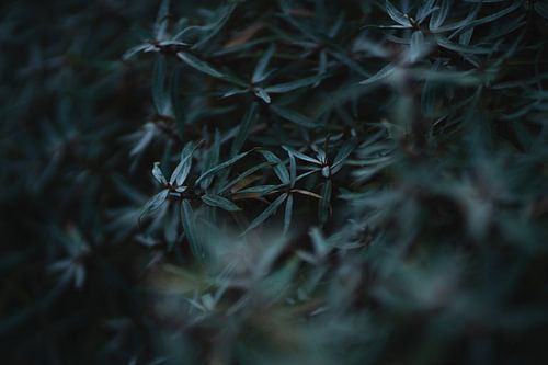 Natuur - Schiermonninkoog