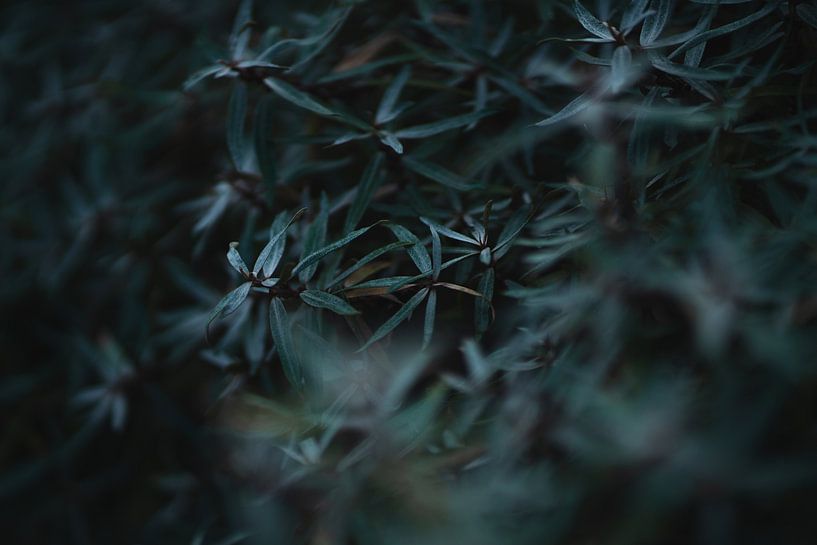 Nature - Schiermonninkoog by Jolien Ezendam