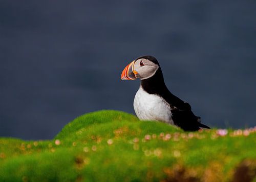 Puffin