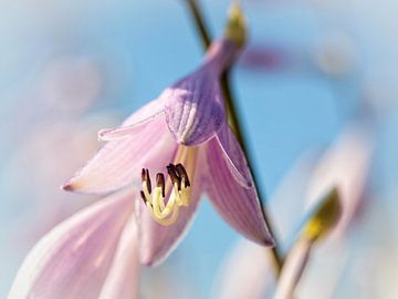 Hosta-Blüte von Rob Boon