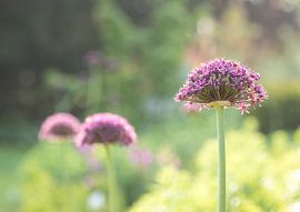 Purple flowers closeup by Tomasz Baranowski