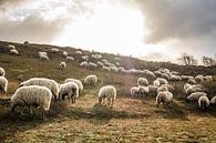 Schaf im Gegenlicht von MICHEL WETTSTEIN Miniaturansicht