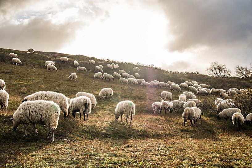 Sheep in backlight by MICHEL WETTSTEIN