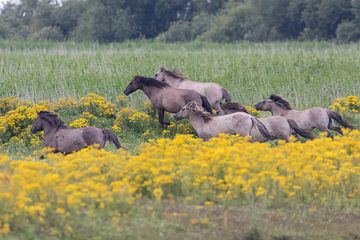 Wild horses van Bas Groenendijk