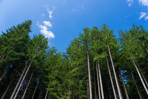 Schone, gezonde lucht midden in het Zwarte Woud in Duitsland