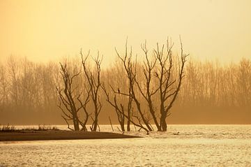 Lever du soleil dans la réserve naturelle de Biesbosch