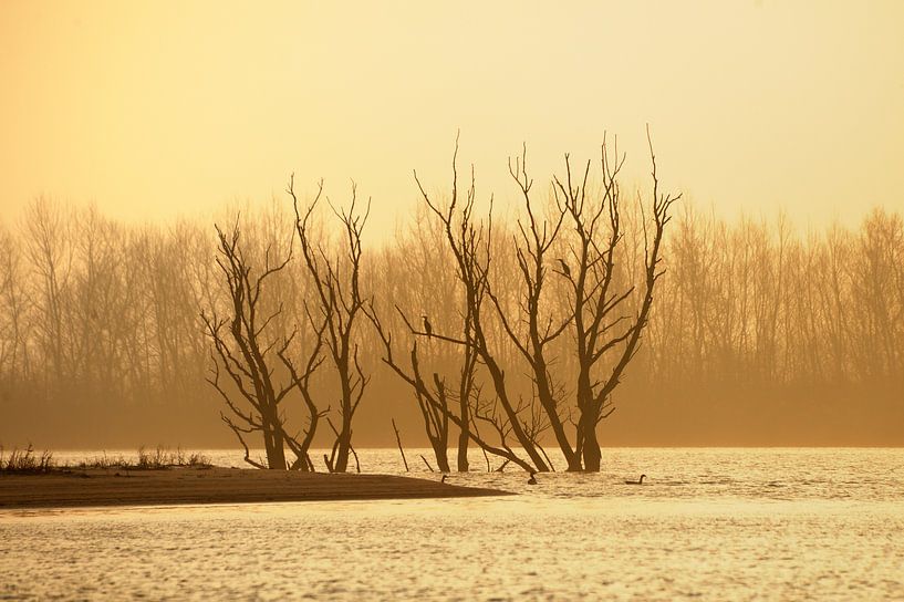 Lever du soleil dans la réserve naturelle de Biesbosch par Gonnie van de Schans