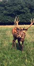 Majestic Red Deer Wall Mural | Frontal Animal Portrait | Wild Animal Fine Art Print | Rustic Statement Decoration | Deer Antler Poster by #SeelenblickFotos