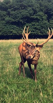 Cerf majestueux Tableau mural | Portrait frontal d'animal | Animaux sauvages Fine Art Print | Décoration rustique de déclaration | Bois de cerf Poster