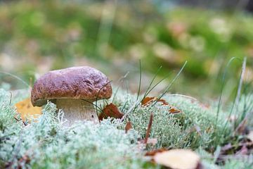 Porcini paddestoel in het bos op een mooie dag in de herfst van Heiko Kueverling