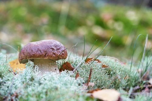 Porcini paddestoel in het bos op een mooie dag in de herfst