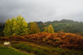 Dit is Baah, een Schotse inboorling van Pascal Raymond Dorland
