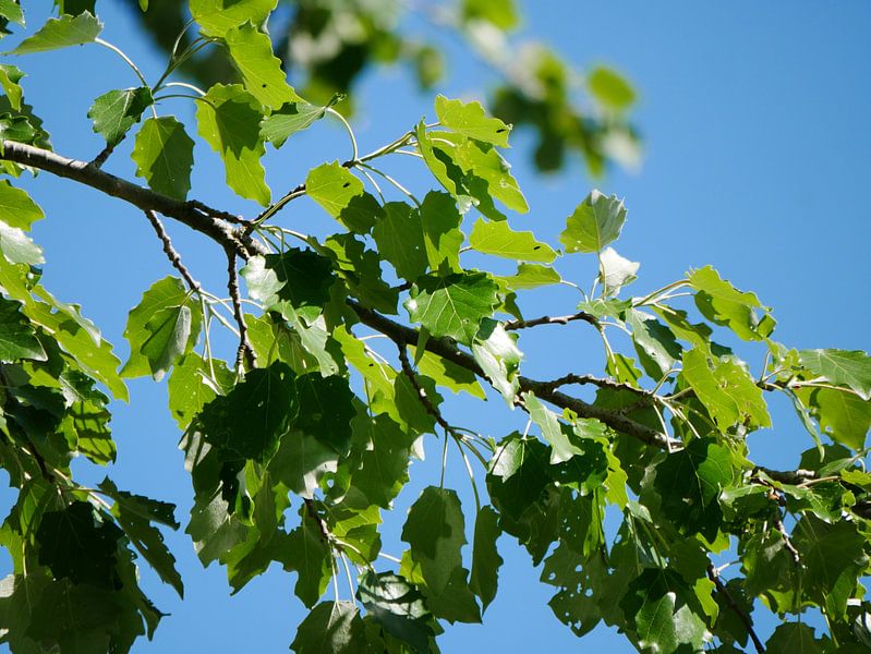 De grauwe abeel fotogeniek van Wim vd Neut