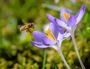 Biene fliegt zu einer lila Krokus Blüte von ManfredFotos