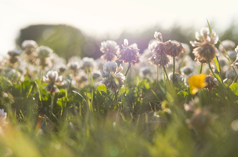 Blumen in der Abendsonne von Monique de Koning