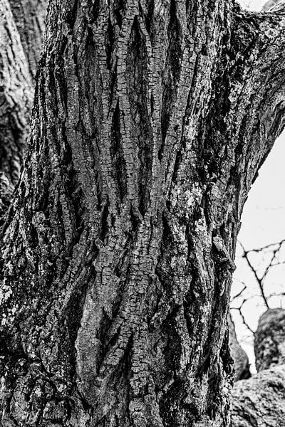 alter Baum von W.Schriebl PixelArts