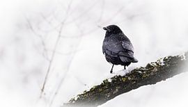 Raven by Larsphotografie