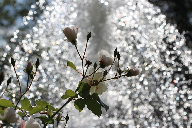 Roses by Matthias Brix