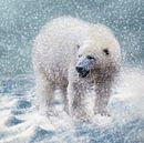 Polarbär im Schneesturm von Uwe Frischmuth Miniaturansicht