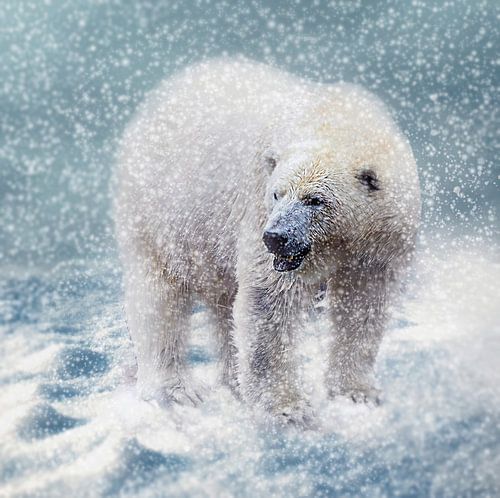 Polar bear in a snowstorm