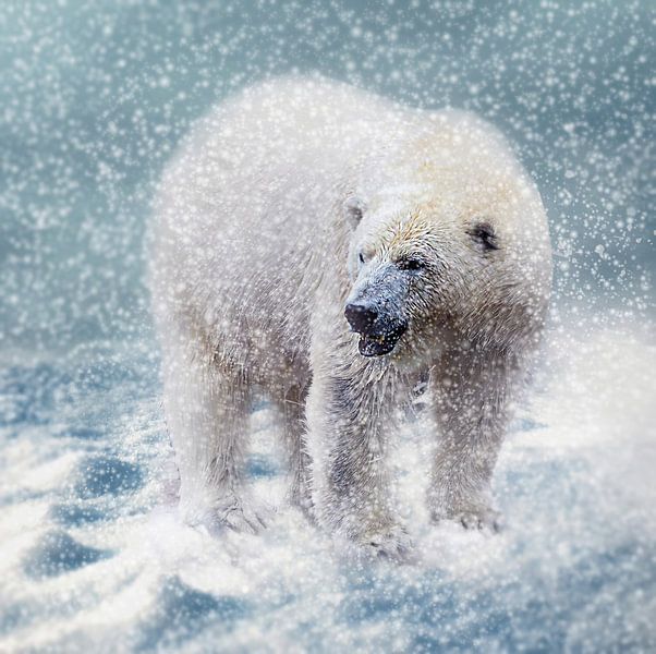 Polarbär im Schneesturm von Uwe Frischmuth