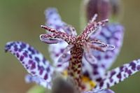 Macro opname meeldraden bloem