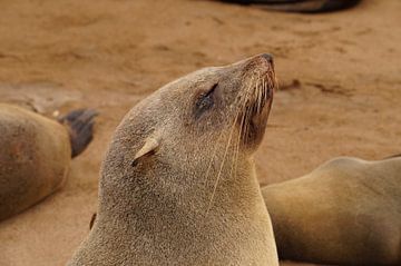 Neus in de wind sur Erna Haarsma-Hoogterp