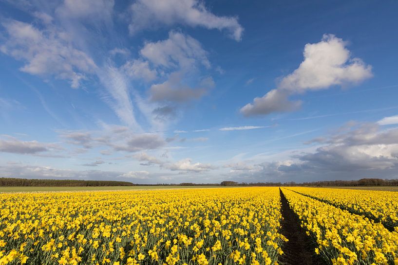 Blumenzwiebelfeld mit gelben Narzissen von Karla Leeftink
