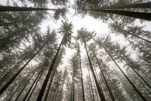 Kiefernwald an einem nebligen Wintermorgen