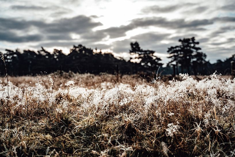 Morning glory by MDGshots