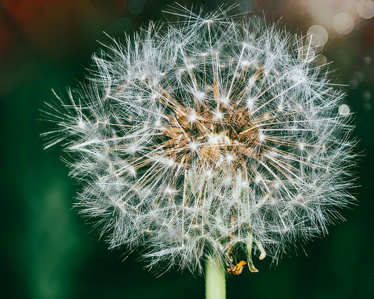 Pusteblume von Bild.Konserve