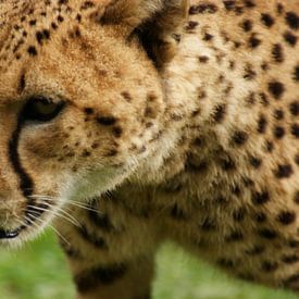 Cheeta van Br.Ve. Photography