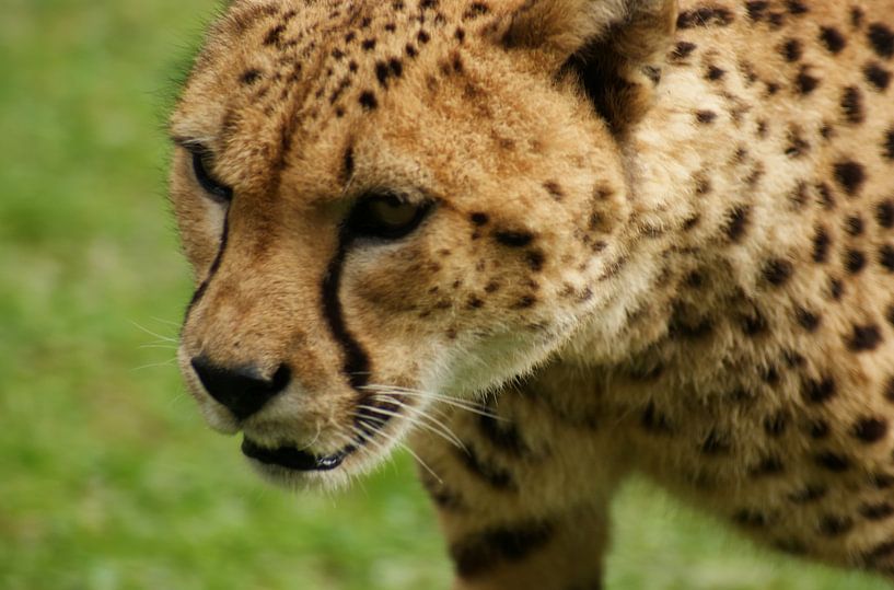 Cheeta by Br.Ve. Photography