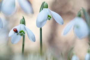 Sneeuwklokjes met lieveheersbeestje von Teuni's Dreams of Reality