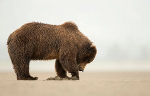 Alaska Bruine Beer (Ursus arctos gyas)