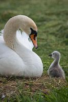 hello mommy