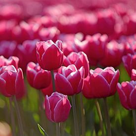 debutand pink beautiful tulips on a field in the countryside by Nfocus Holland