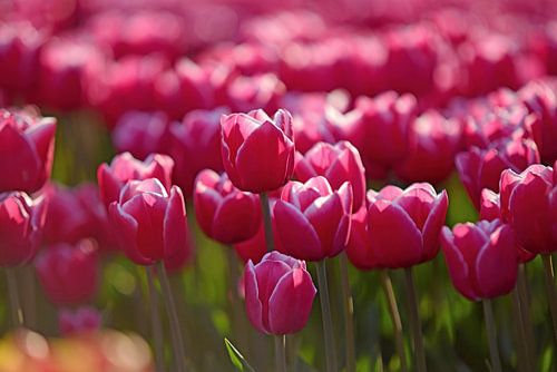 debutand roze mooie tulpen op een veld op het platteland
