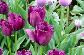 paarse tulpen van ChrisWillemsen