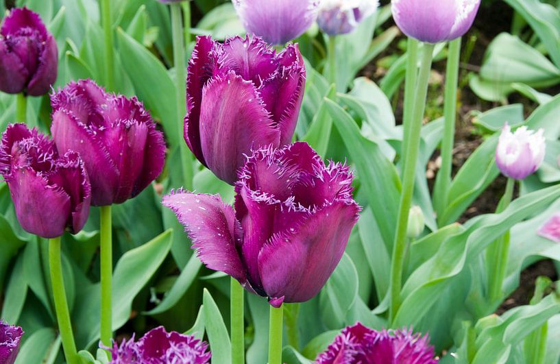 field with tulips on the floriade  by ChrisWillemsen