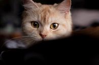 Katten portret van Maxime Jaarsveld thumbnail