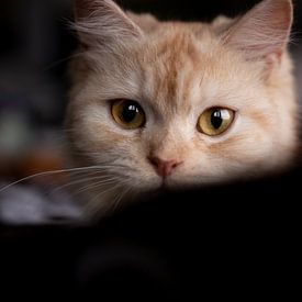 Cat Portrait von Maxime Jaarsveld