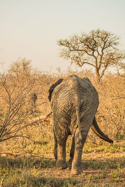 Le cul d'un éléphant en Afrique du Sud par Lizanne van Spanje